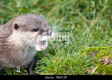 Courte asiatique Otter (Amblonyx cinerea griffus), également connu sous le Small-Clawed Oriental otter. Banque D'Images