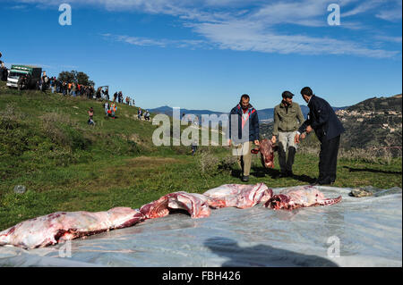 Algérie - Tizi Ouzou ,Janvier 8,2016 La célébration de Yennayer 2966 le Nouvel an berbère dans le village MEZEGUENE des tops montagne de la Kabylie va voir l'abattage et la découpe des carcasses de veaux 10 puis la distribution de la viande Banque D'Images