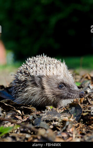 Hedgehog dans jardin Banque D'Images