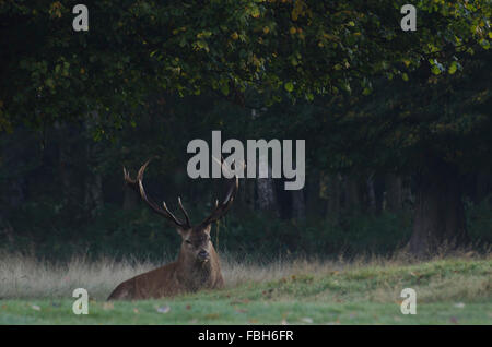 Red Deer Park, Nottingham Wollaton, le cerf lorsqu'il n'est pas vociférer ou se pavanant comme pour se reposer beaucoup et parfois déterrer des plantes sur les th Banque D'Images