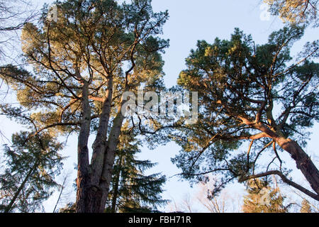 PIN de Monterey, pinus radiata en hiver Banque D'Images