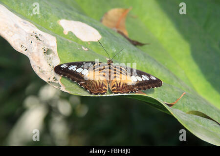 Clipper (Parthenos sylvia). Les papillons dans la serre 2016, RHS Garden Wisley, Woking, Surrey, Angleterre, Royaume-Uni. Événement spécial du 16 janvier au 6 mars 2016 qui fournit l'occasion de voir voler les papillons tropicaux sur dans la serre. Crédit : Ian bouteille/Alamy Live News Banque D'Images