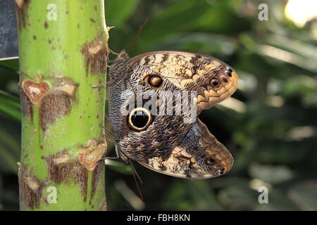 Chouette Caligo memnon (géant). Les papillons dans la serre 2016, RHS Garden Wisley, Woking, Surrey, Angleterre, Royaume-Uni. Événement spécial du 16 janvier au 6 mars 2016 qui fournit l'occasion de voir voler les papillons tropicaux sur dans la serre. Crédit : Ian bouteille/Alamy Live News Banque D'Images