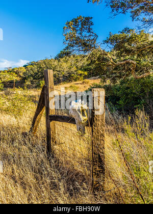 Un crâne de vache séchée se bloque à partir d'un fil barbelé sur le Ranch Stanton historique sur l'île Santa Cruz, Channel Islands. Banque D'Images