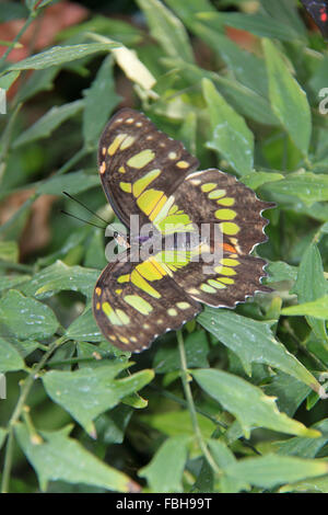 (Siproeta stelenes malachite). Les papillons dans la serre 2016, RHS Garden Wisley, Woking, Surrey, Angleterre, Royaume-Uni. Événement spécial du 16 janvier au 6 mars 2016 qui fournit l'occasion de voir voler les papillons tropicaux sur dans la serre. Crédit : Ian bouteille/Alamy Live News Banque D'Images