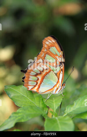 (Siproeta stelenes malachite). Les papillons dans la serre 2016, RHS Garden Wisley, Woking, Surrey, Angleterre, Royaume-Uni. Événement spécial du 16 janvier au 6 mars 2016 qui fournit l'occasion de voir voler les papillons tropicaux sur dans la serre. Crédit : Ian bouteille/Alamy Live News Banque D'Images