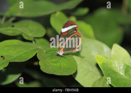 Glasswing (Greta oto). Les papillons dans la serre 2016, RHS Garden Wisley, Woking, Surrey, Angleterre, Royaume-Uni. Événement spécial du 16 janvier au 6 mars 2016 qui fournit l'occasion de voir voler les papillons tropicaux sur dans la serre. Crédit : Ian bouteille/Alamy Live News Banque D'Images