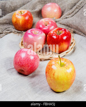 Des pommes mûres sur un limogeage Banque D'Images