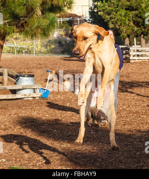 Chien saute pour attraper ball Banque D'Images