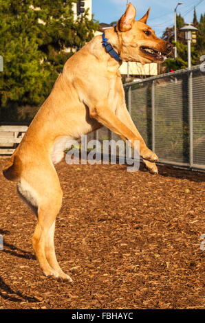 Labrador Retriever jaune saute et pairs over fence at dog park Banque D'Images