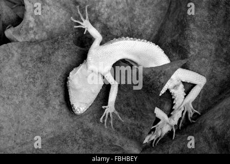 Gecko mort noir et blanc (éventuellement Cyrtopodion Caspius). Face inférieure d'un lézard mort en montrant le détail des écailles sur le ventre Banque D'Images