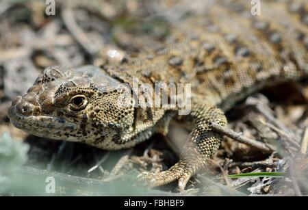 Agama caucasien (Paralaudakia Caucase). Un lézard connu auparavant sous le nom de Caucase Laudakia, à l'état sauvage dans la région de Hills en Azerbaïdjan Banque D'Images