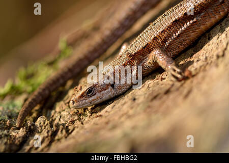 Le lézard vivipare (Zootoca vivipara) . Un lézard sur bois après avoir été soulevé de l'hibernation Banque D'Images