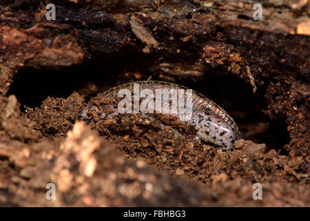 Le lézard vivipare (Zootoca vivipara) partiellement exposées au cours de l'hibernation. Un lézard dans la famille Lacertidae Banque D'Images