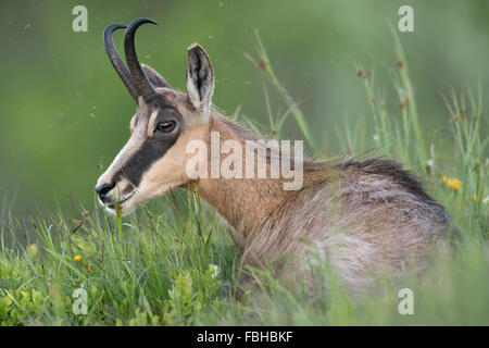 Chamois alpin / Gaemse ( Rupicapra rupicapra ) couché dans l'herbe verte fraîche d'un pré alpin, ruminant, , faune, Europe. Banque D'Images