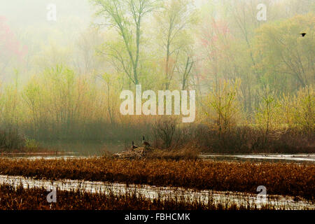 Brouillard brumeux dans une zone humide marais et forêt sur un matin de printemps avec les arbres en fleurs, deux oies et canards et un corbeau voler. Banque D'Images