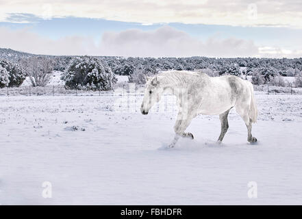 Cheval blanc en avant au trot sur une route enneigée terrain avec vue sur la montagne en arrière-plan Banque D'Images