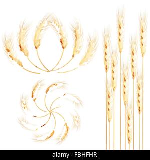 Les épis de blé ensemble détaillé. EPS 10 Illustration de Vecteur