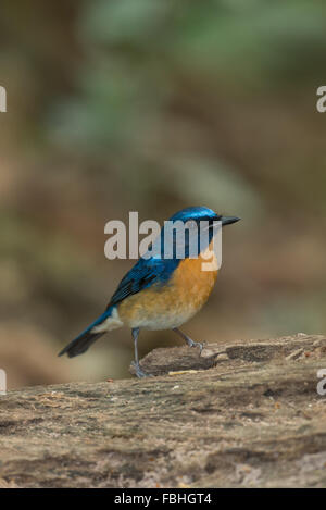 Tickell's blue (Lacedo tickelliae) dans le parc de Kaeng Krachan Nationlal, Thaïlande. Banque D'Images