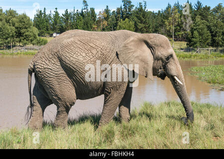 Éléphant mâle à Knysna Elephant Park, Plettenberg Bay, Knysna, Knysna municipalité, province de Western Cape, République sud-Af Banque D'Images