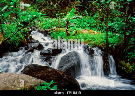 Un ruisseau au-dessous de la cascade de Cibeureum dans le parc national de Gede Pangrango, à Java-Ouest, en Indonésie. Banque D'Images