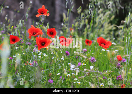 Poppies growing in Forum Romain, Rome, Italie. Banque D'Images