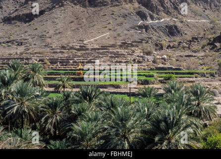 Wadi Bani Kharus, Oman. Canal d'irrigation (falaj) descend dans la montagne, distance d'arroser les champs en terrasses à l'avant-plan. Banque D'Images