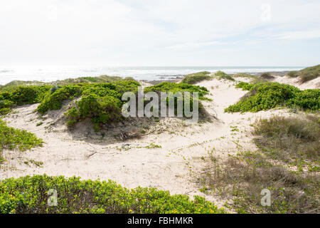 Dunes de sable de Summerstrand, Port Elizabeth Nelson Mandela Bay, municipalité, province orientale du Cap, Afrique du Sud Banque D'Images