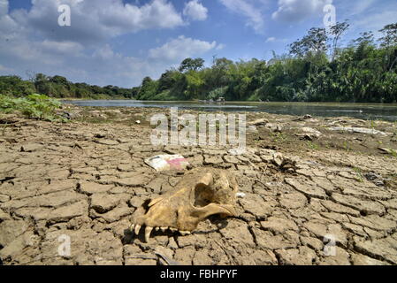 Cauca. 17 Jan, 2016. Image non datée montre un crâne d'un animal dans le flux de la rivière Cauca à sec sur son chemin par Navarro ville, dans département de Valle del Cauca, en Colombie. Bien que les pluies ont été enregistrées cette semaine et en partie soulager la sécheresse dans certaines rivières du pays, les bassins des rivières Cauca et Magdalena demeurent les plus touchés par la saison d'El Nioo, selon les informations de l'Institut de météorologie, l'hydrologie et des études environnementales (IDEAM, pour son sigle en espagnol) de la Colombie. © Jorge Orozco/COLPRENSA/Xinhua/Alamy Live News Banque D'Images