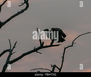 La silhouette d'un vautour africain (Gyps africanus) dans un arbre, Okavango Delta, Botswana, Africa Banque D'Images