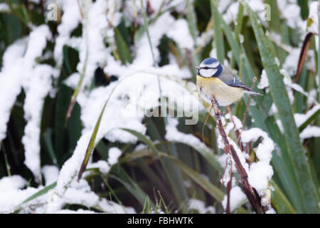 17 janvier 2016. Un bluetit tôt le matin de la neige. La neige nuit déplacé vers le sud jusqu'à l'East Sussex. Credit : Ed Brown/Alamy Live News Banque D'Images