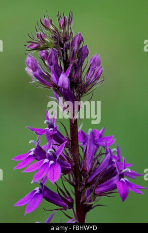 Close-up de lobélie (Lobelia x speciosa 'Vedrariensis') fleur floue avec fond vert Banque D'Images