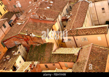 Vue sur le toit de la Tour Guinigi plus de ville de la renaissance de Lucques, Toscane, Italie médiévale et toits de tuiles montrant angles intéressants Banque D'Images