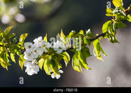 Fleur de cerisier au pied de la Leitha Montagnes entre Derenbach et Purbach, à la fleur de cerisier piste cyclable, Burgenland, Autriche, Europe, Banque D'Images