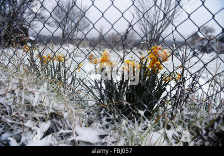 Brighton Sussex UK 17 Janvier 2016 - jonquilles sauvages shiver dans la neige à Brighton ce matin à la bande de la météo froide se répand à travers le sud de la Grande-Bretagne aujourd'hui . Crédit : Simon Dack/Alamy Live News Banque D'Images