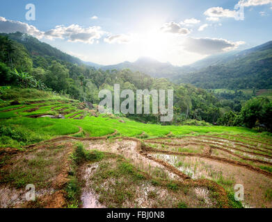 Champs de riz vert dans les montagnes de Sri Lanka Banque D'Images