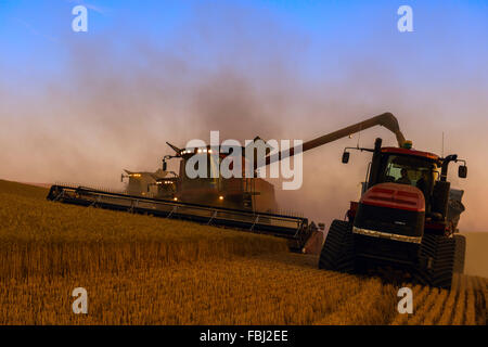 Cas combiner déleste du grain dans le chariot pendant la récolte de céréales dans la région de Washington Palouse Banque D'Images