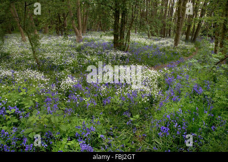 Une plus grande(Stellaria holostea stellaire) et de jacinthes (Endymion non-scriptus),dans les forêts mixtes, dans les petits bois d'Essex, n Banque D'Images