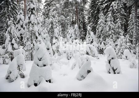 Frosty wildwood recouvert de neige. Banque D'Images