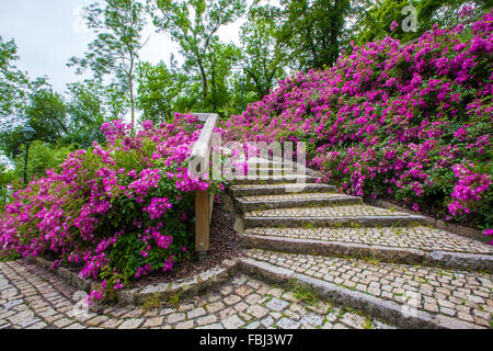 Tourisme et visites, escalier pittoresque couverte de buissons de fleurs pourpre florissante à la colline de Petřín, Prague Banque D'Images