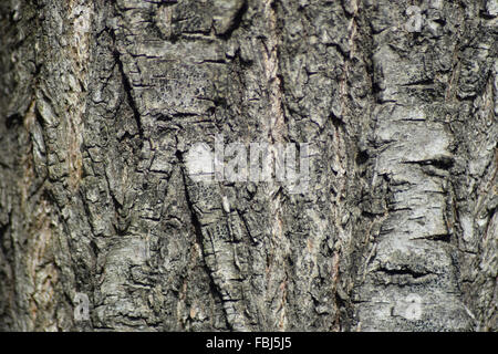 Contexte de l'écorce de peuplier. La texture d'écorce d'un arbre. Banque D'Images