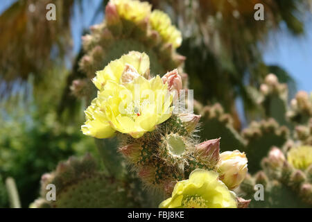Fleurs de cactus et ant in Botanical garden sur la côte anatolienne de la Turquie Banque D'Images