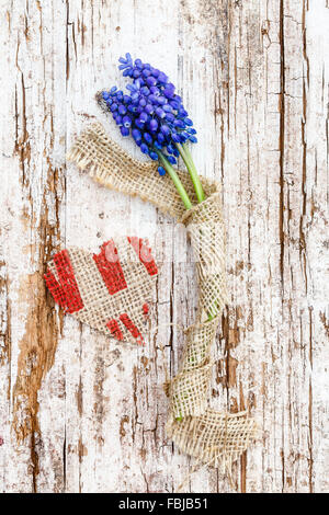Grape hyacinth sur le vieux bois, , coeur Banque D'Images