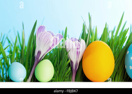 Rangée d'oeufs de Pâques dans l'herbe verte fraîche avec fleurs crocus isolé sur fond blanc Banque D'Images