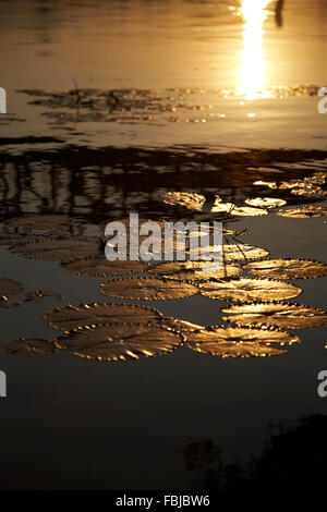 Reflet dans la rivière Kwai, floatingwater lily quitte, l'humeur du soir, coucher de soleil, Kanchanaburi, Thaïlande, Asie Banque D'Images