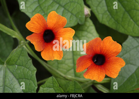 Black-eyed Susan vigne, Thunbergia alata Banque D'Images