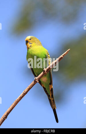 Perruche perchée sur une branche, Melopsittacus undulatus Banque D'Images