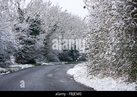 Oakham, Rutland, UK. 17 janvier, 2016. La ligne de haies couvertes de neige les routes de la région des Midlands au Royaume-Uni. après une tempête. Crédit : Jim Harrison/Alamy Live News Banque D'Images