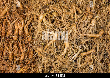 Ginseng frais en Corée du Sud Banque D'Images