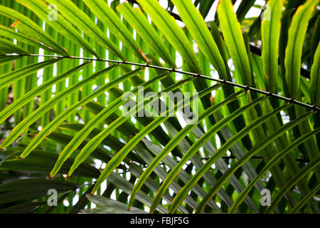 Couches de feuilles de palmiers exotiques background Banque D'Images
